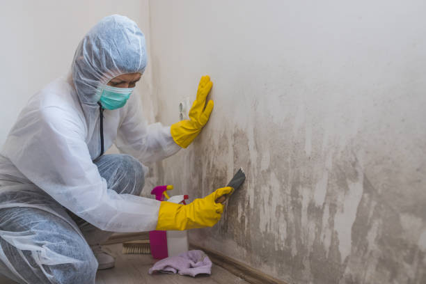 Best Residential Mold Remediation in Amberley, OH