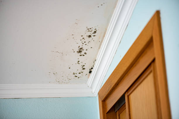Best Post-Flood Mold Remediation in Amberley, OH