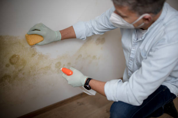 Reliable Amberley, OH Mold Remediation Solutions