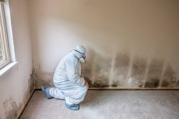 Best Localized Mold Remediation (e.g., coastal areas, humid climates) in Amberley, OH